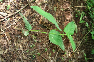  ( - BioBot00166)  @11 [ ] Copyright (2010) Unspecified Unspecified