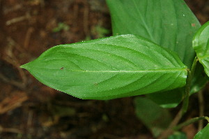  ( - BioBot00166)  @11 [ ] Copyright (2010) Unspecified Unspecified