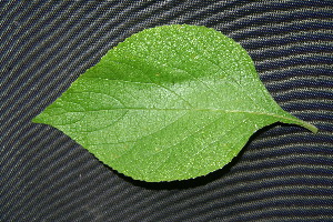 ( - BioBot00212)  @11 [ ] CreativeCommons - Attribution Non-Commercial Share-Alike (2010) Daniel H. Janzen Guanacaste Dry Forest Conservation Fund