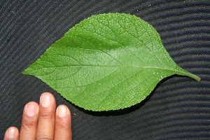  ( - BioBot00212)  @11 [ ] Copyright (2010) Unspecified Unspecified