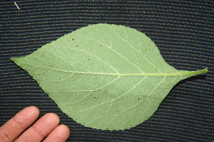  ( - BioBot00212)  @11 [ ] Copyright (2010) Unspecified Unspecified