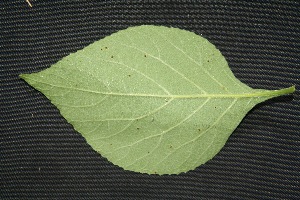  ( - BioBot00212)  @11 [ ] Copyright (2010) Unspecified Unspecified