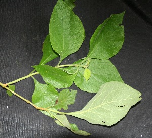  ( - BioBot00212)  @11 [ ] Copyright (2010) Unspecified Unspecified