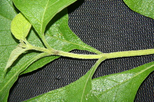  ( - BioBot00212)  @11 [ ] Copyright (2010) Unspecified Unspecified