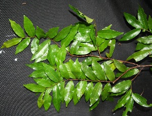  ( - BioBot00222)  @11 [ ] Copyright (2010) Unspecified Unspecified