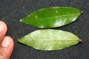  ( - BioBot00222)  @11 [ ] Copyright (2010) Unspecified Unspecified