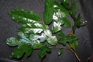  ( - BioBot00226)  @11 [ ] Copyright (2010) Unspecified Unspecified