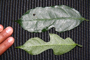  ( - BioBot00226)  @11 [ ] Copyright (2010) Unspecified Unspecified