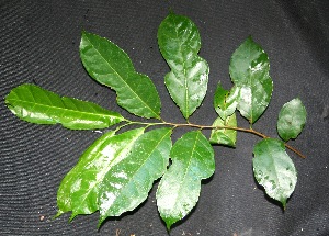  ( - BioBot00227)  @11 [ ] Copyright (2010) Unspecified Unspecified