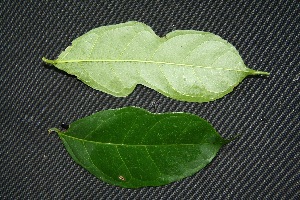  ( - BioBot00227)  @11 [ ] Copyright (2010) Unspecified Unspecified