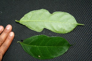  ( - BioBot00227)  @11 [ ] Copyright (2010) Unspecified Unspecified