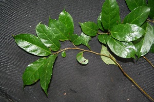  ( - BioBot00228)  @11 [ ] Copyright (2010) Unspecified Unspecified