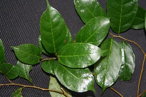  ( - BioBot00228)  @11 [ ] Copyright (2010) Unspecified Unspecified
