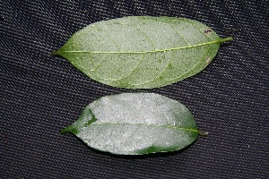  ( - BioBot00228)  @11 [ ] Copyright (2010) Unspecified Unspecified