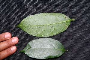  ( - BioBot00228)  @11 [ ] Copyright (2010) Unspecified Unspecified
