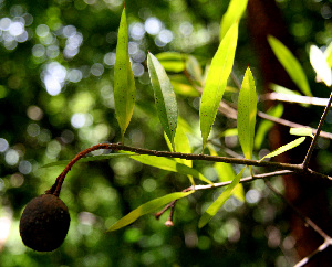  ( - BioBot00254)  @11 [ ] CreativeCommons - Attribution Non-Commercial Share-Alike (2010) Daniel H. Janzen Guanacaste Dry Forest Conservation Fund