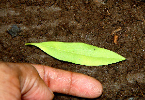  ( - BioBot00254)  @11 [ ] CreativeCommons - Attribution Non-Commercial Share-Alike (2010) Daniel H. Janzen Guanacaste Dry Forest Conservation Fund