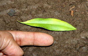  ( - BioBot00254)  @11 [ ] CreativeCommons - Attribution Non-Commercial Share-Alike (2010) Daniel H. Janzen Guanacaste Dry Forest Conservation Fund