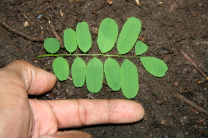  (Myrospermum frutescens - BioBot00260)  @11 [ ] CreativeCommons - Attribution Non-Commercial Share-Alike (2010) Daniel H. Janzen Guanacaste Dry Forest Conservation Fund