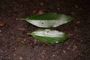  ( - BioBot00262)  @11 [ ] CreativeCommons - Attribution Non-Commercial Share-Alike (2010) Daniel H. Janzen Guanacaste Dry Forest Conservation Fund
