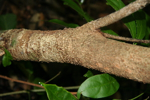  ( - BioBot00281)  @11 [ ] CreativeCommons - Attribution Non-Commercial Share-Alike (2010) Daniel H. Janzen Guanacaste Dry Forest Conservation Fund