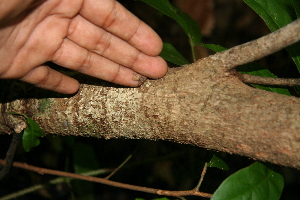  ( - BioBot00281)  @11 [ ] CreativeCommons - Attribution Non-Commercial Share-Alike (2010) Daniel H. Janzen Guanacaste Dry Forest Conservation Fund