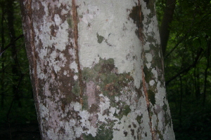  ( - BioBot00298)  @11 [ ] CreativeCommons - Attribution Non-Commercial Share-Alike (2010) Daniel H. Janzen Guanacaste Dry Forest Conservation Fund