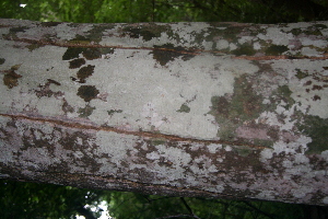 ( - BioBot00298)  @11 [ ] CreativeCommons - Attribution Non-Commercial Share-Alike (2010) Daniel H. Janzen Guanacaste Dry Forest Conservation Fund
