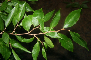  ( - BioBot00298)  @11 [ ] Copyright (2010) Unspecified Unspecified