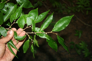  ( - BioBot00298)  @11 [ ] Copyright (2010) Unspecified Unspecified