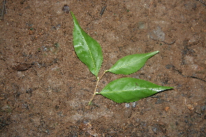  ( - BioBot00298)  @11 [ ] Copyright (2010) Unspecified Unspecified