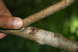  ( - BioBot00305)  @11 [ ] CreativeCommons - Attribution Non-Commercial Share-Alike (2010) Daniel H. Janzen Guanacaste Dry Forest Conservation Fund