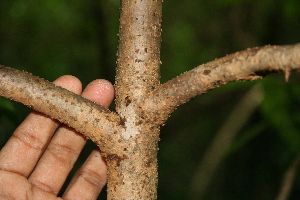  ( - BioBot00306)  @11 [ ] CreativeCommons - Attribution Non-Commercial Share-Alike (2010) Daniel H. Janzen Guanacaste Dry Forest Conservation Fund