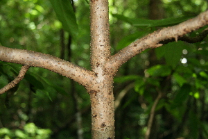  ( - BioBot00306)  @11 [ ] CreativeCommons - Attribution Non-Commercial Share-Alike (2010) Daniel H. Janzen Guanacaste Dry Forest Conservation Fund