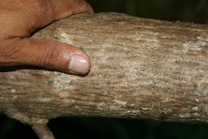  ( - BioBot00307)  @11 [ ] Copyright (2010) Unspecified Unspecified