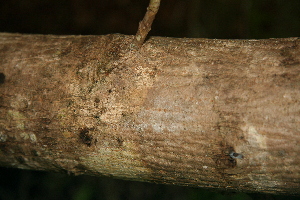  ( - BioBot00307)  @11 [ ] Copyright (2010) Unspecified Unspecified