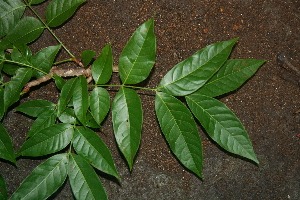  ( - BioBot00307)  @11 [ ] Copyright (2010) Unspecified Unspecified