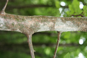  ( - BioBot00310)  @11 [ ] Copyright (2010) Unspecified Unspecified