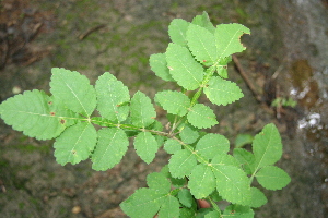  ( - BioBot00310)  @11 [ ] Copyright (2010) Unspecified Unspecified