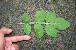  ( - BioBot00310)  @11 [ ] Copyright (2010) Unspecified Unspecified