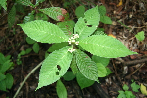  (Psychotria nervosa - BioBot00311)  @11 [ ] Copyright (2010) Unspecified Unspecified