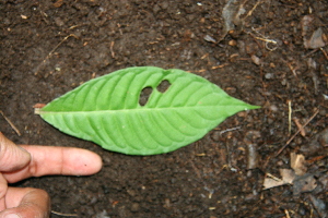  ( - BioBot00311)  @11 [ ] CreativeCommons - Attribution Non-Commercial Share-Alike (2010) Daniel H. Janzen Guanacaste Dry Forest Conservation Fund