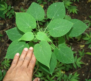  ( - BioBot00327)  @11 [ ] Copyright (2010) Unspecified Unspecified
