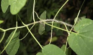  ( - BioBot00327)  @11 [ ] Copyright (2010) Unspecified Unspecified