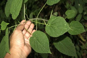  ( - BioBot00327)  @11 [ ] Copyright (2010) Unspecified Unspecified