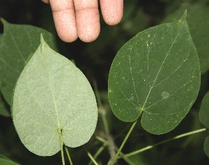  ( - BioBot00327)  @11 [ ] Copyright (2010) Unspecified Unspecified