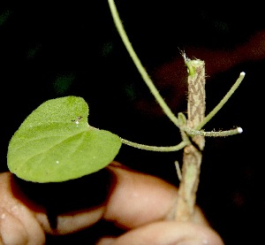  ( - BioBot00327)  @11 [ ] Copyright (2010) Unspecified Unspecified