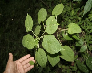 ( - BioBot00328)  @11 [ ] Copyright (2010) Unspecified Unspecified