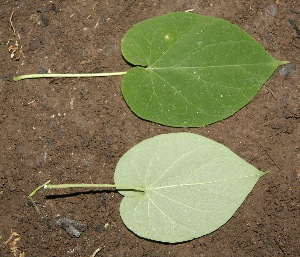  ( - BioBot00328)  @11 [ ] Copyright (2010) Unspecified Unspecified