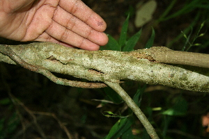  ( - BioBot00351)  @11 [ ] CreativeCommons - Attribution Non-Commercial Share-Alike (2010) Daniel H. Janzen Guanacaste Dry Forest Conservation Fund